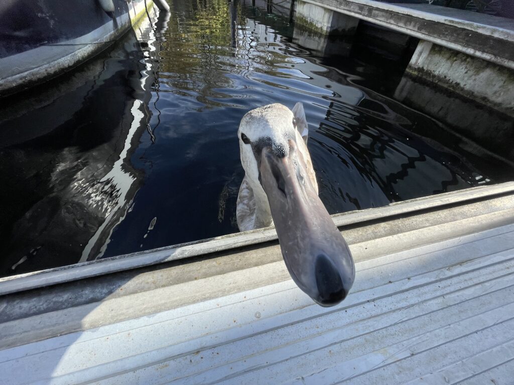 Silly Swan Dutch Barge Fat Panda