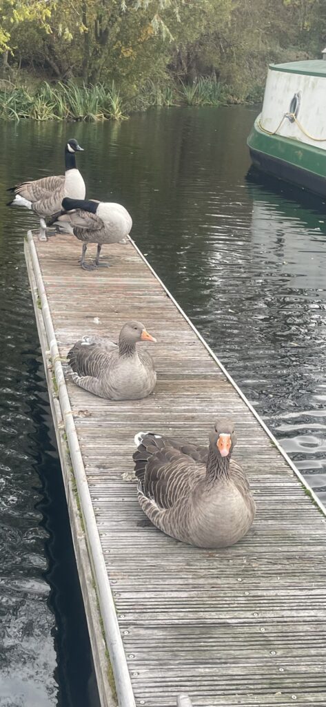Geese on the pontoon